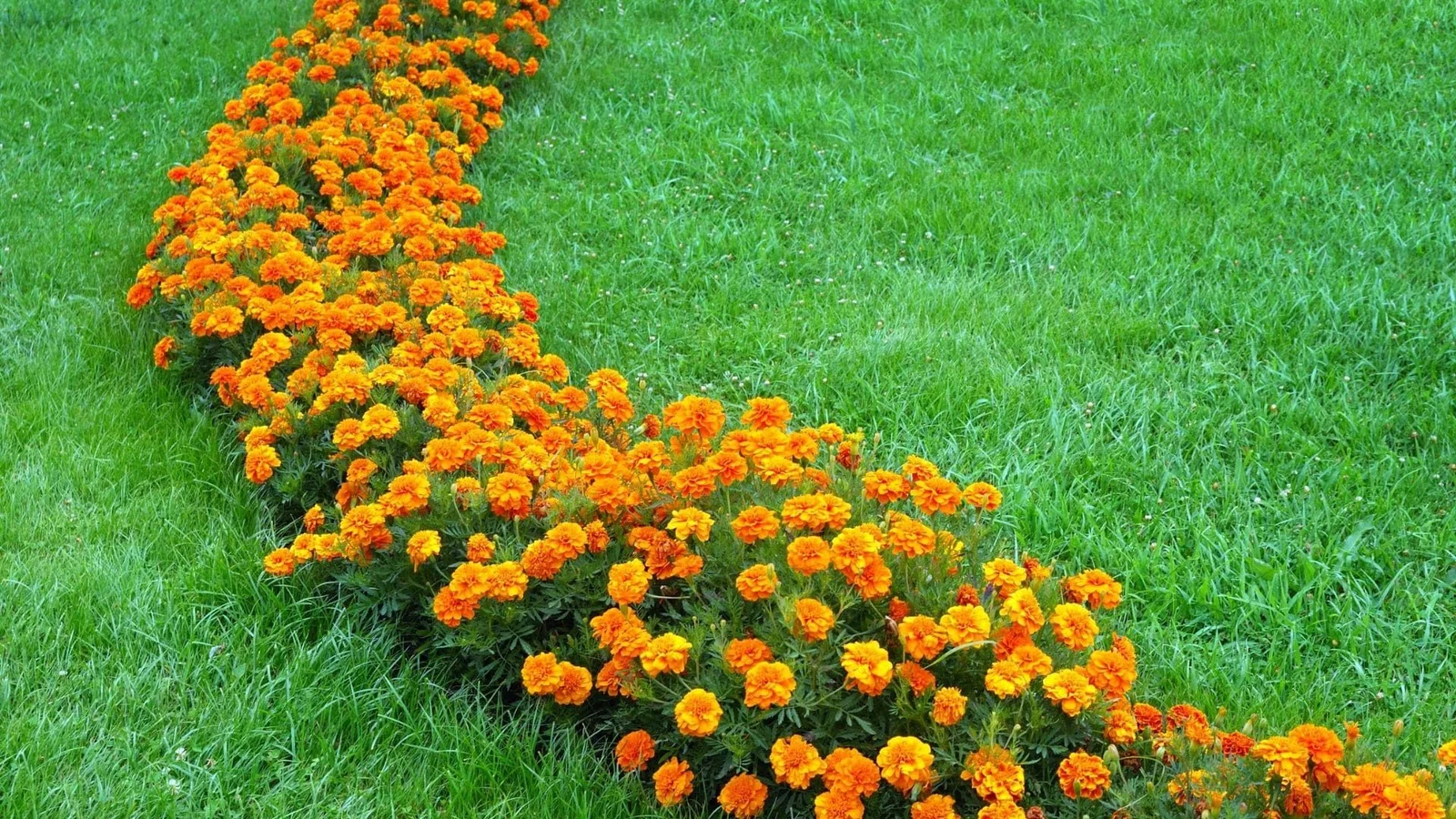 Landscape designer reviewing custom flower bed design with homeowner